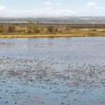 Sparrovale Wetlands